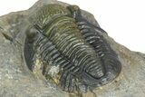 Two Detailed Gerastos Trilobite Fossils - Morocco #376924-6